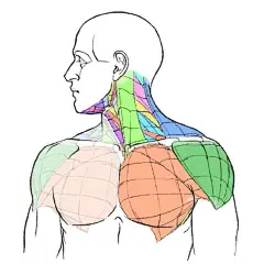 人体结构参考，肌肉、驱赶线条素材，噢 插画图片壁纸