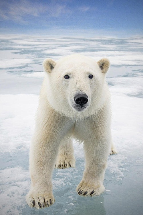 superbnaturewonderousworldpolarbearonseaicebystevenwonderous