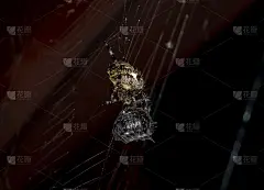 后门花园蜘蛛和猪虫。