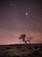 Familiar stars and constellations form a line rising up behind this windswept tree in Dartmoor National Park in the southwest of England. Just above the horizon is Sirius, the brightest star in the sky, followed by the unmistakeable outline of Orion the H