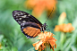 butterflies butterfly dragonflies dragonfly macro Macro Photography Nature wildlife