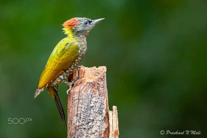 黄冠绿啄木鸟 Picus chlorol...