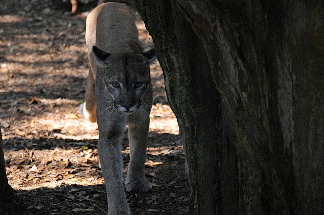 Slinky puma by NB