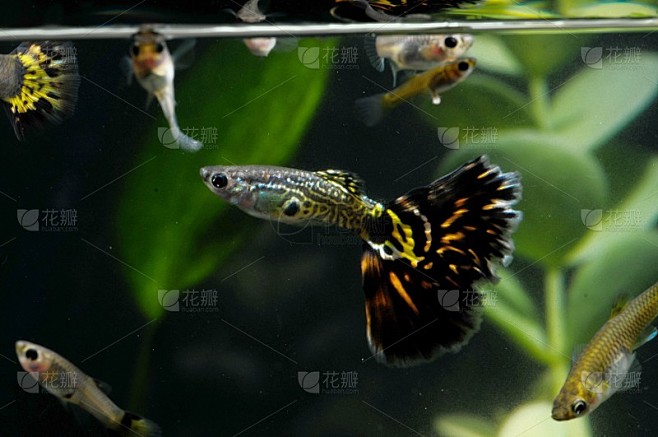 多色孔雀鱼
