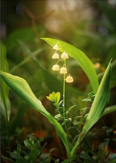 晴空彩虹采集到那些花儿