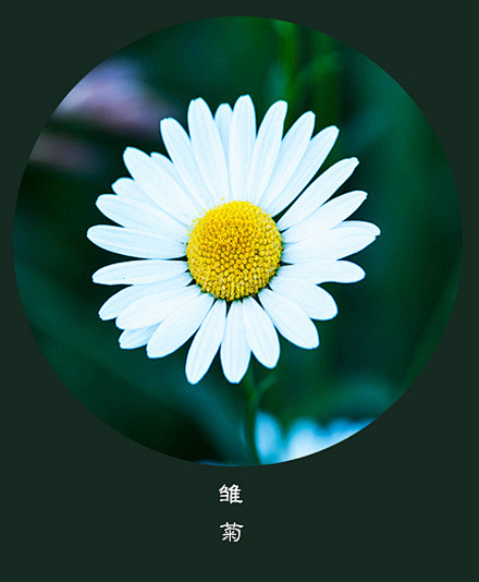 雏菊daisy72花语72纯洁生活不求深刻只求简单丨10月30日の生日花