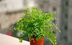 超好看电脑桌面壁纸_百度图片搜索