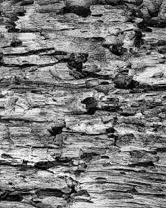 树皮细节-大峡谷，亚利桑那州