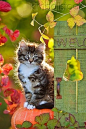 so sweet: 