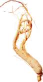 人参