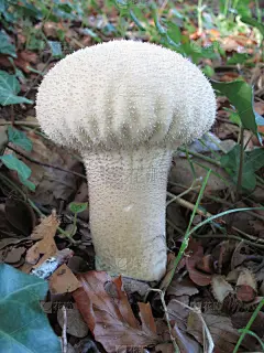 马勃菇,自然,垂直画幅,式样,纹理效果,秋天,无人,斑点,蘑菇,户外