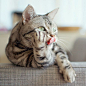 As unique as they are, cats also boast an exceptional set of characteristics that sets them apart from every other species on the planet, including other domesticated animals.