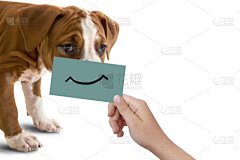 纸板,狗,幸福,白色背景,肖像,分离着色,正面视角,美,机敏,艺术家