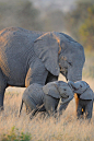 Twin Baby Elephants