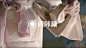 日本设计师的LOGO设计欣赏 | 清新 简约-古田路9号-品牌创意/版权保护平台