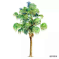 蒲葵 Livistona chinensis