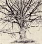 tree47_72dpi-985x1024