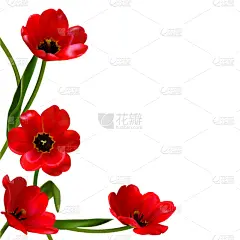 绿色,红色,郁金香,花,国境线,叶子,背景,周年纪念,请柬,贺卡