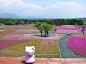 粉红色的回忆~【日本】富士山下赏芝樱