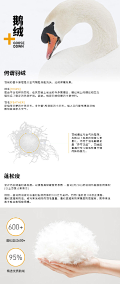 星辰逐梦采集到羽绒