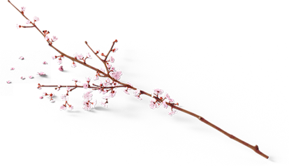 粉色花 树枝