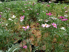 阿瘦*岑岑采集到花苑