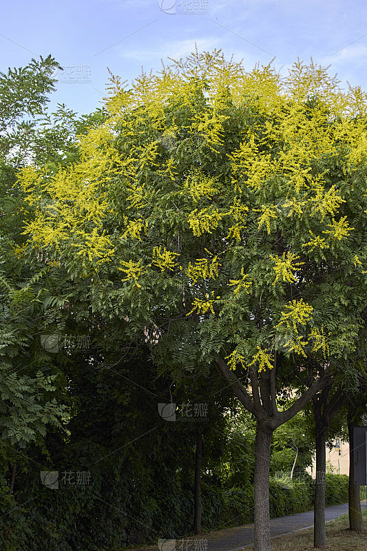栾树开花