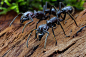 General 3840x2560 ants insect macro depth of field nature