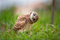 猫头鹰Curious burrowing owlet- Repost with better colors 由 HE Atala 发布在 500px.com