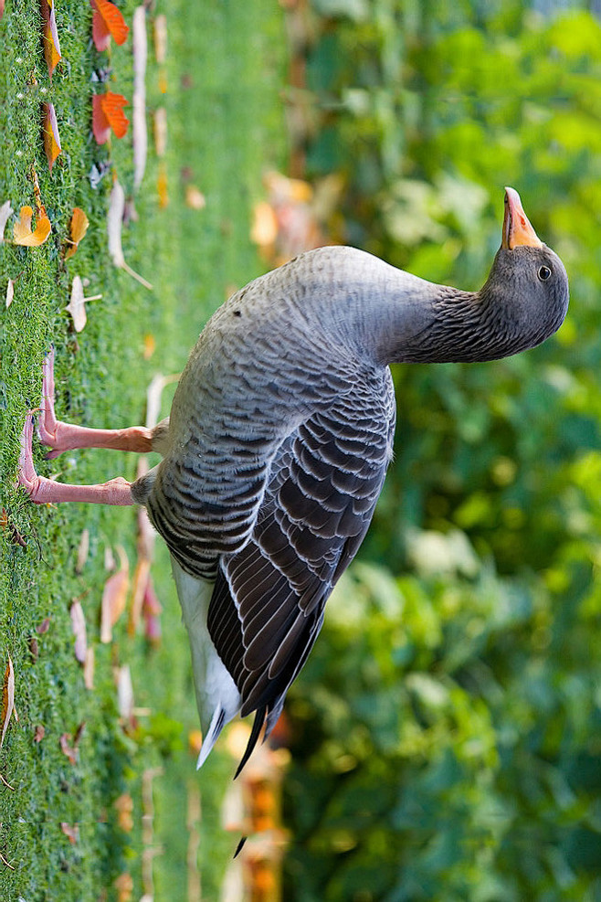 雁形目鸭科雁属灰雁