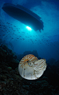 帕劳群岛的鹦鹉螺
