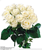 玫瑰花束-一束漂亮的白色玫瑰