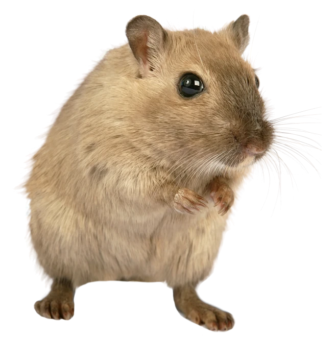 rat_mouse_PNG23544-花瓣网