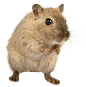 rat_mouse_PNG23544