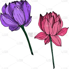 莲花,植物学,黑色,仅一朵花,荷花,壁纸,植物群,春天,花