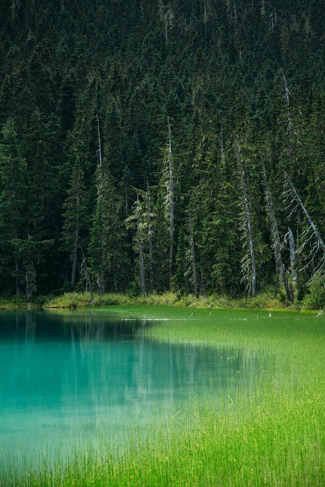 forest and body of w...