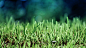 General 2560x1440 green ground grass bokeh closeup depth of field nature