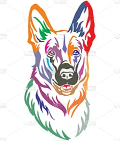 华丽的,狗,牧羊人,色彩鲜艳,注视镜头,可爱的,纯种犬,摆拍,肖像,服从