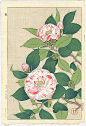 Camellia by Shodo Kawarazaki 1889-1973