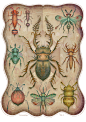 ENTOMOLOGY Vol. II : Entomology Vol. II illustration series, personal project