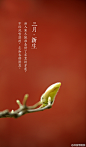 【三月•新生】
初入寒冬就准备好了茸茸的芽苞
不经风雪凛冽，怎知春晖隆恩