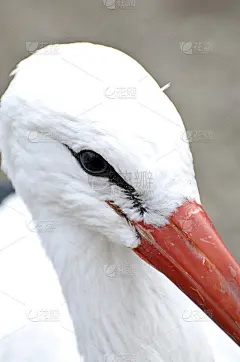 白色鹳