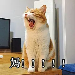 最好看的橘猫长什么样？ - 知乎 : 猫日啊瞧瞧这张忧国忧民的大饼脸，啧啧，多惹人怜爱啊！昨天刚知道它的名字，行走的表情包猫猫。微博热搜…