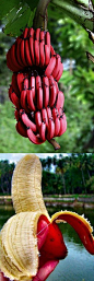 Red bananas are a variety of banana with reddish-purple skin. They are smaller and plumper than the common Cavendish banana. When ripe, raw red bananas have a flesh that is cream to light pink in color. They are also softer and sweeter than the yellow Cav