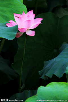 冰是睡着的水~采集到繁花似锦