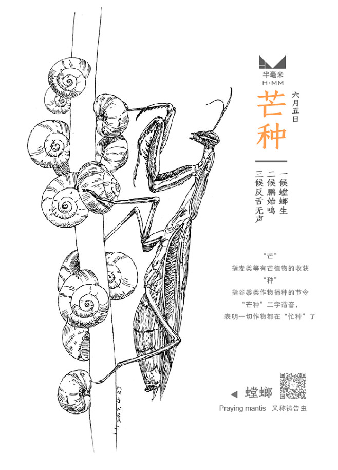 24节气钢笔画——芒种