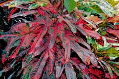 巴豆属植物叶
