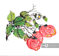 草莓,中国画,插画,素描,季节正版图片素材