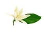 白兰花 花朵 白底