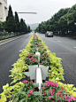 一路都是浪漫和喜庆 杭城道路绿化已经上新